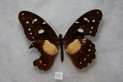 Papilio jacksoni