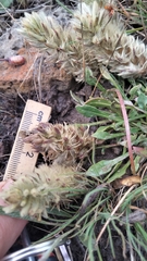 Ptilotus spathulatus, photograph (c) plantlookymagee, some rights reserved (CC BY)