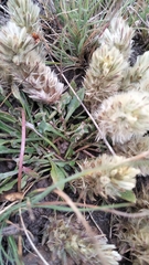 Ptilotus spathulatus, photograph (c) plantlookymagee, some rights reserved (CC BY)
