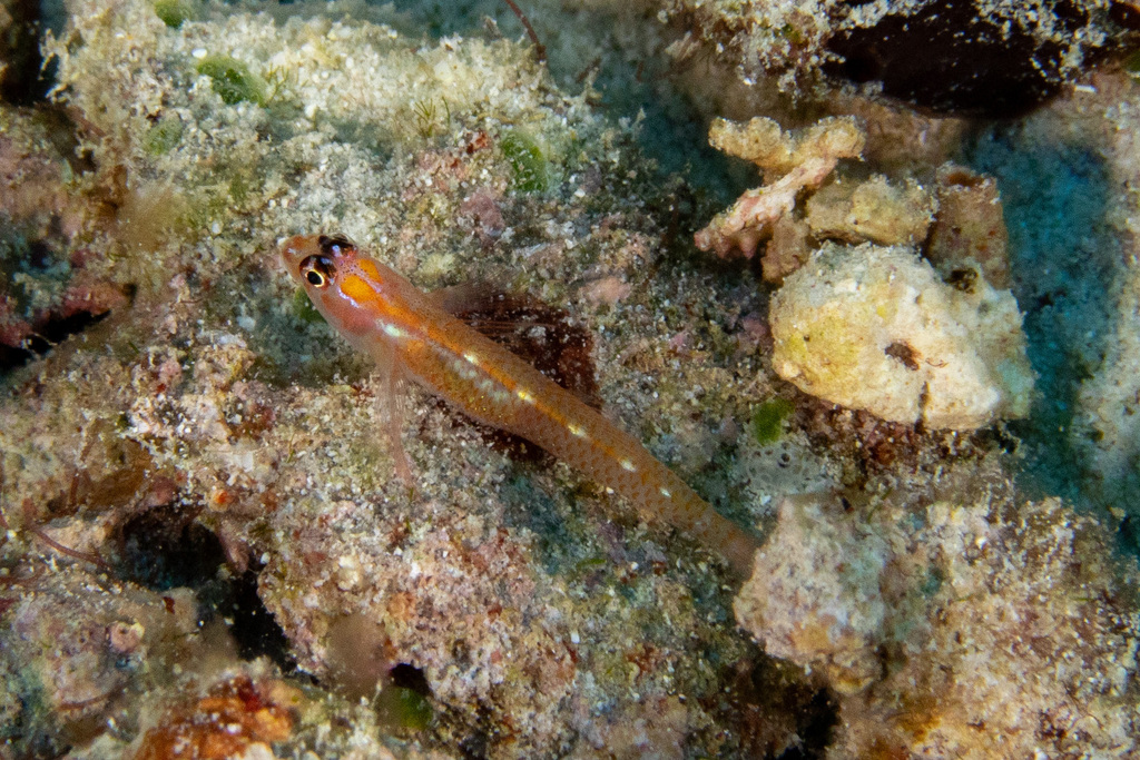 Christmas Dwarfgoby