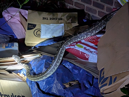 Coastal Carpet Python sighting