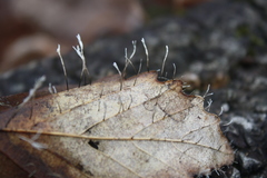 Xylaria filiformis