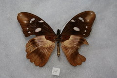 Papilio jacksoni
