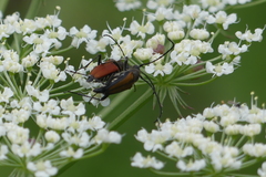 Anastrangalia dubia