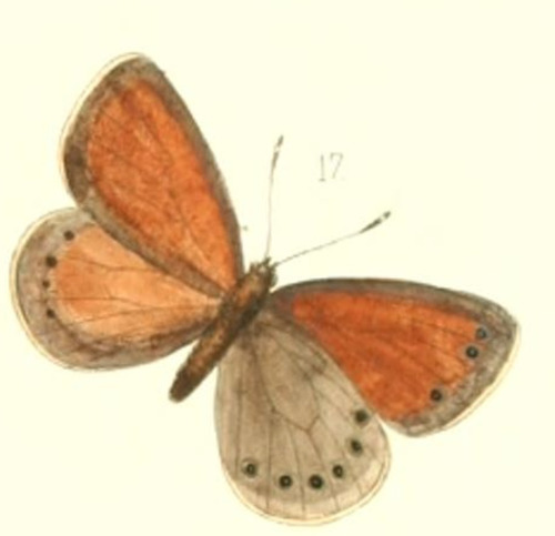 Coenonympha nolckeni
