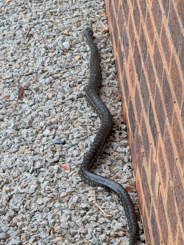Coastal Carpet Python sighting