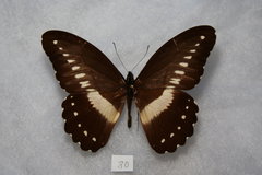 Papilio jacksoni