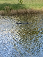 Alligator mississippiensis