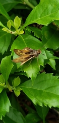 Polites vibex