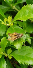 Polites vibex