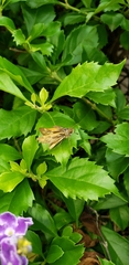 Polites vibex