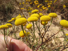 Oncosiphon grandiflorus