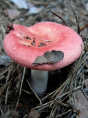 Russula paludosa
