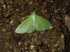 Parotis marginata