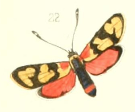 Zygaena cocandica