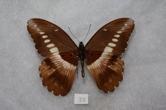 Papilio jacksoni
