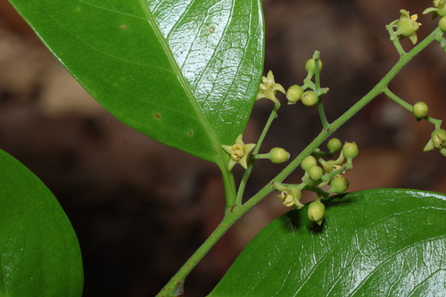 White Vine (Celastrus subspicatus)