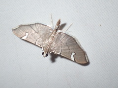 Chalcidoptera appensalis