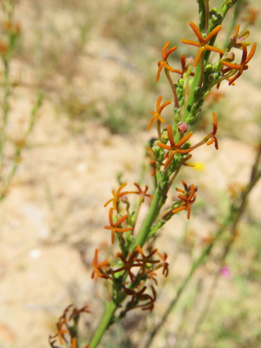 Fine Fingerflox (Manulea turritis)