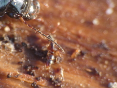 Harpalus dimidiatus