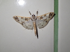 Polythlipta