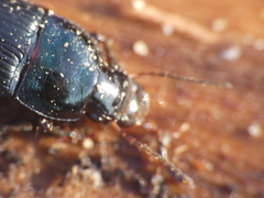 Harpalus dimidiatus