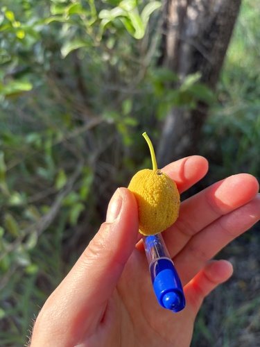 scrub guava