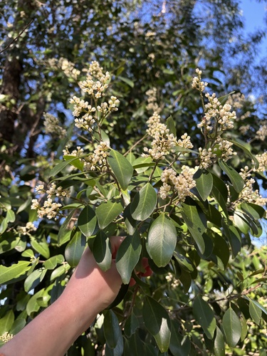 Geijera paniculata