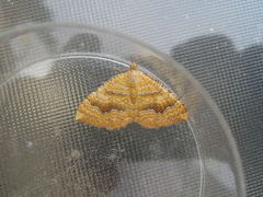 Camptogramma bilineata