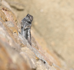 Atlantoxerus getulus