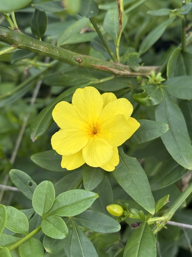 Primrose jasmine