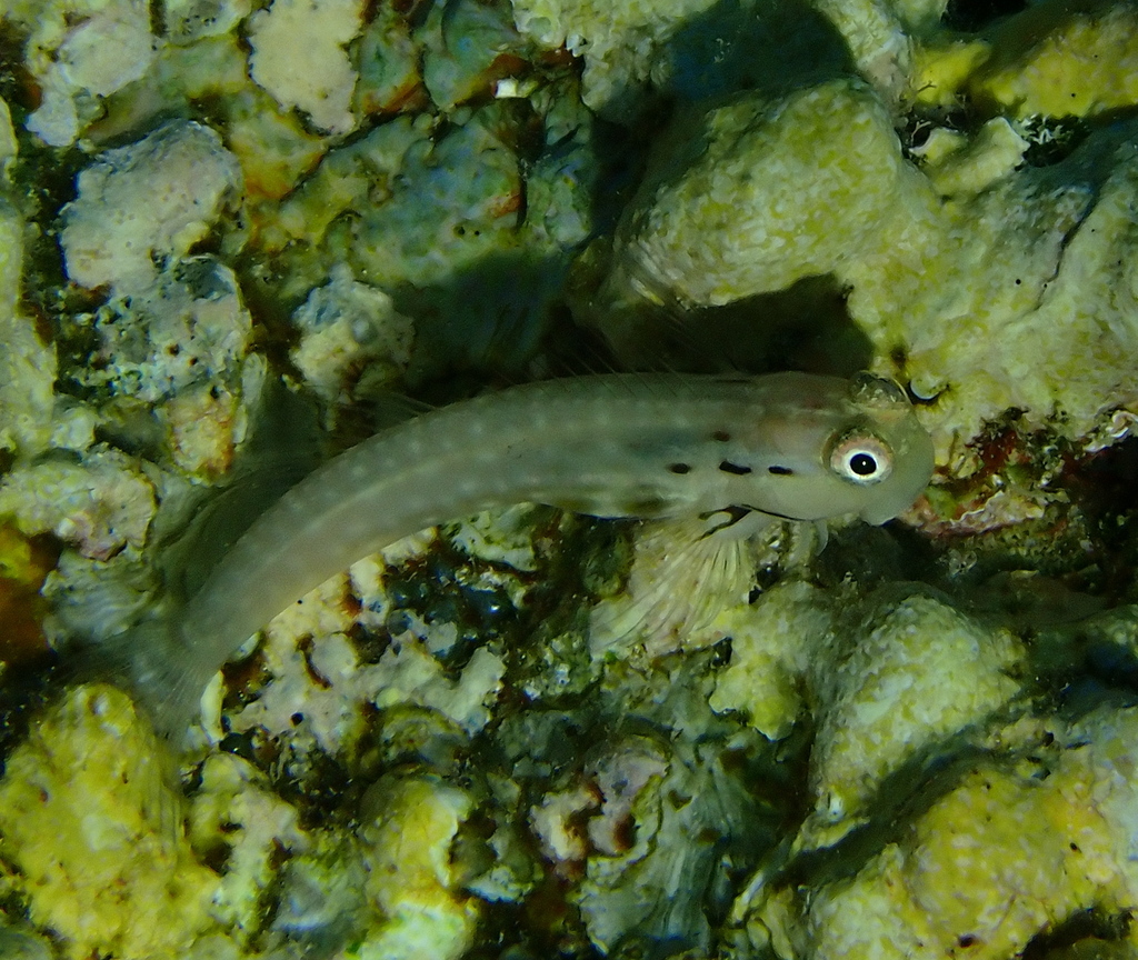 Coral Blenny