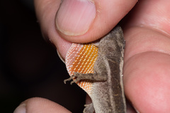 Anolis cupreus