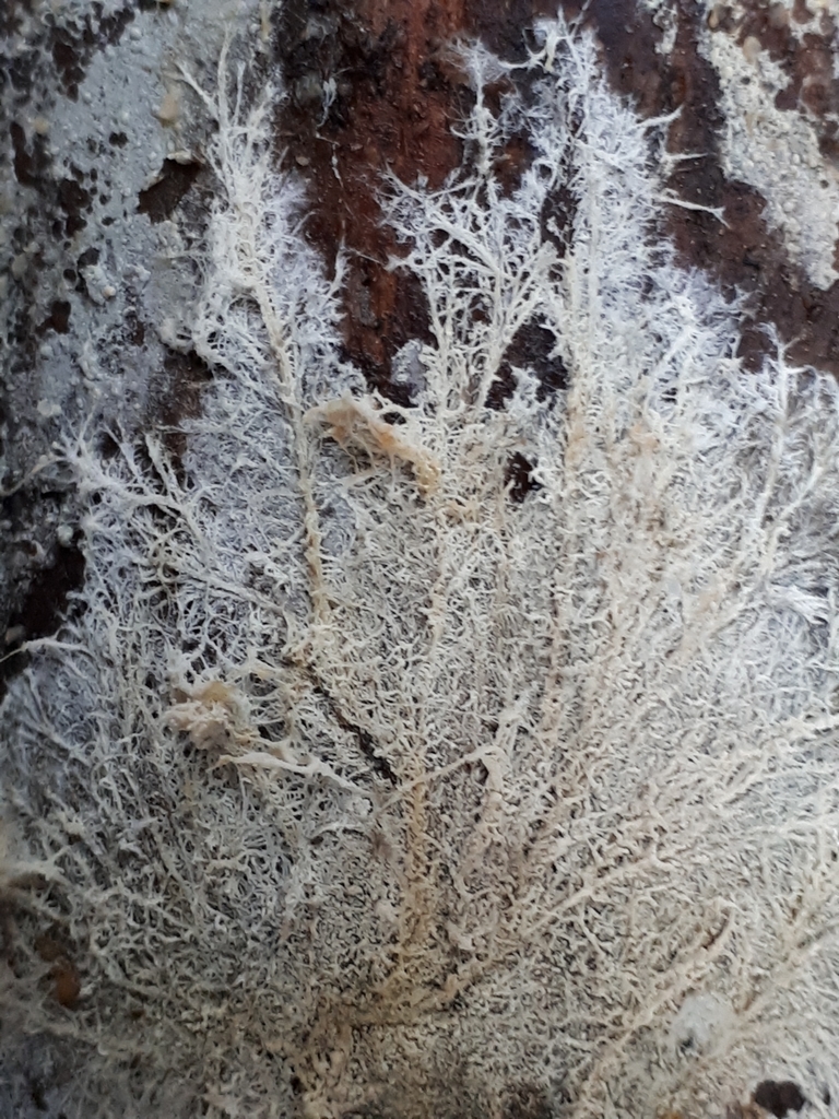 Phlebiella christiansenii