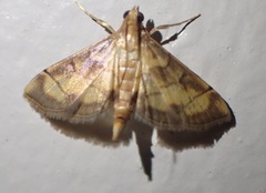 Marasmia