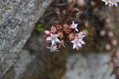 Sedum goldmanii