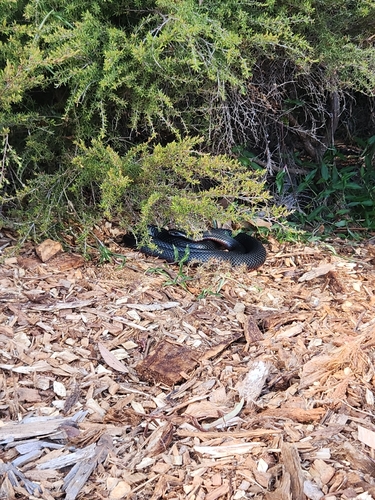 Red-bellied Black Snake sighting