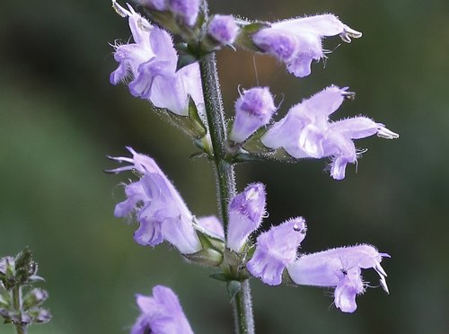 Japanese Purple Sage (Salvia japonica) · iNaturalist