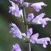 Japanese Purple Sage - Photo (c) 空猫 T. N, some rights reserved (CC BY-NC), uploaded by 空猫 T. N