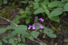 Salvia carnea