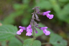 Salvia carnea