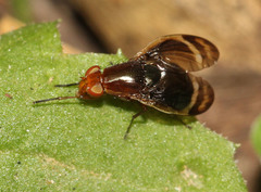 Depressa striatipennis