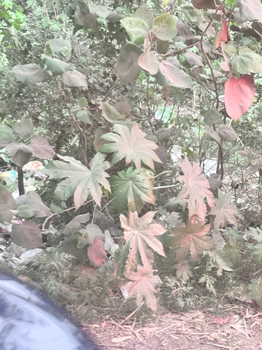 castor bean