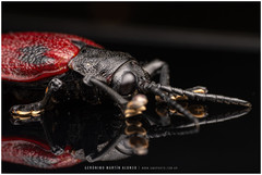 Coraliomela quadrimaculata