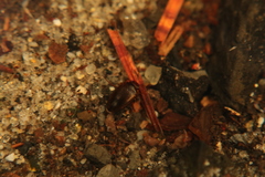 Hydroporinae