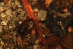 Hydroporinae