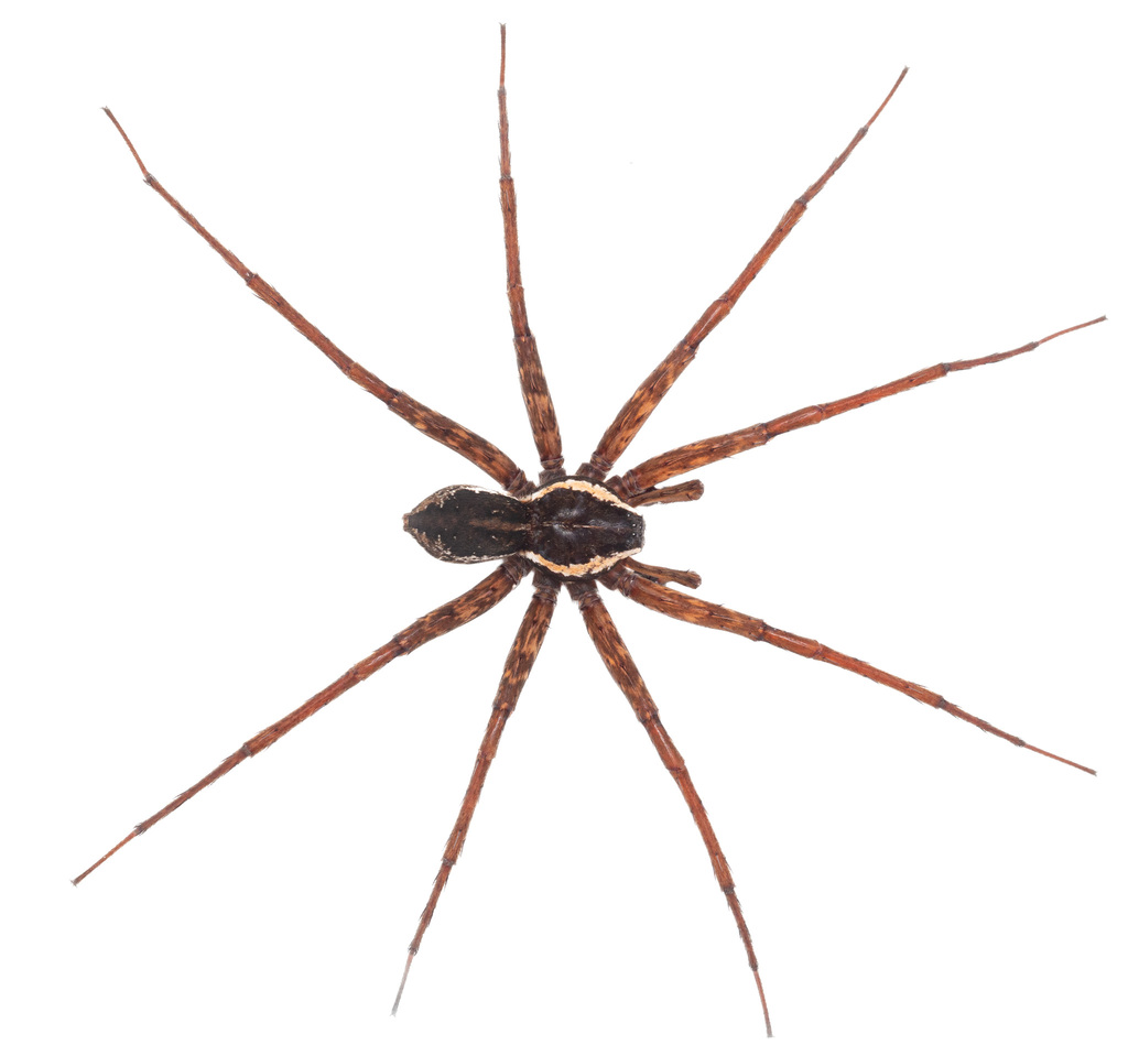 Dolomedes karijini