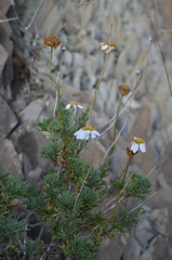 Richteria brachanthemoides