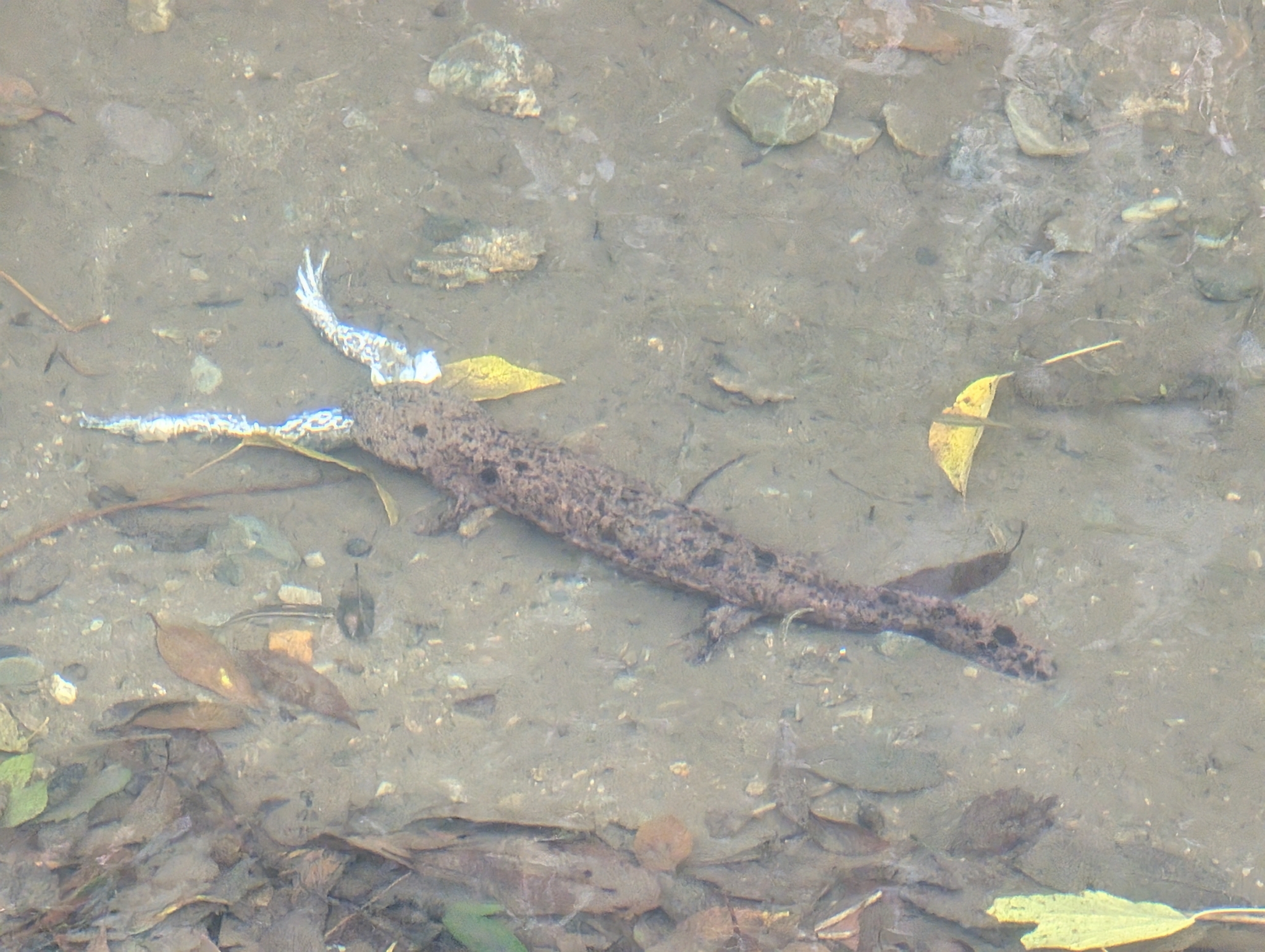 Andrias japonicus (Temminck, 1836)