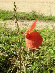 Macroptilium gracile